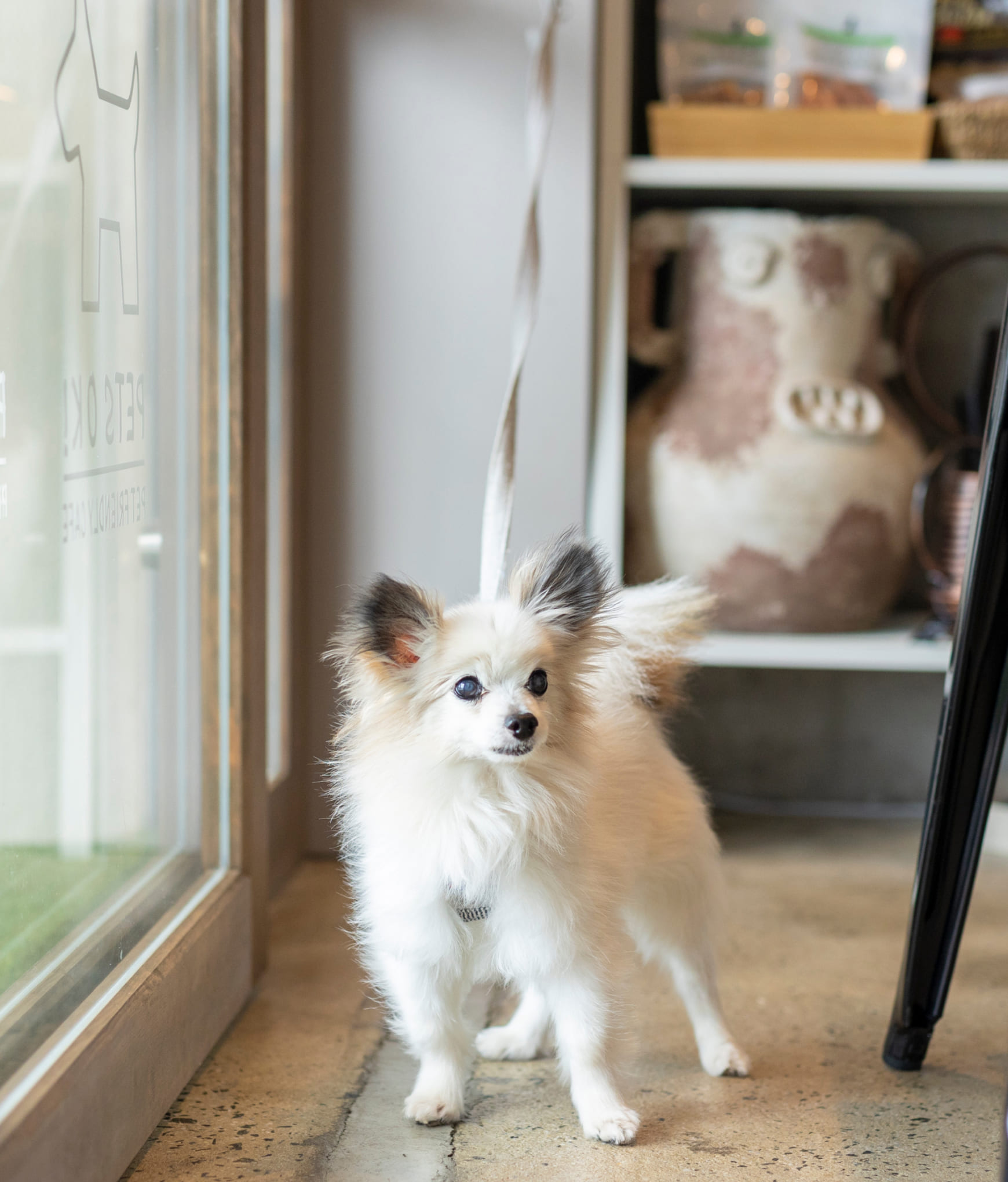 ワンちゃんの写真：リードに繋がれた白い小型犬が店内にいる様子